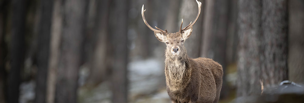 What Makes Managing a Scottish Estate Different